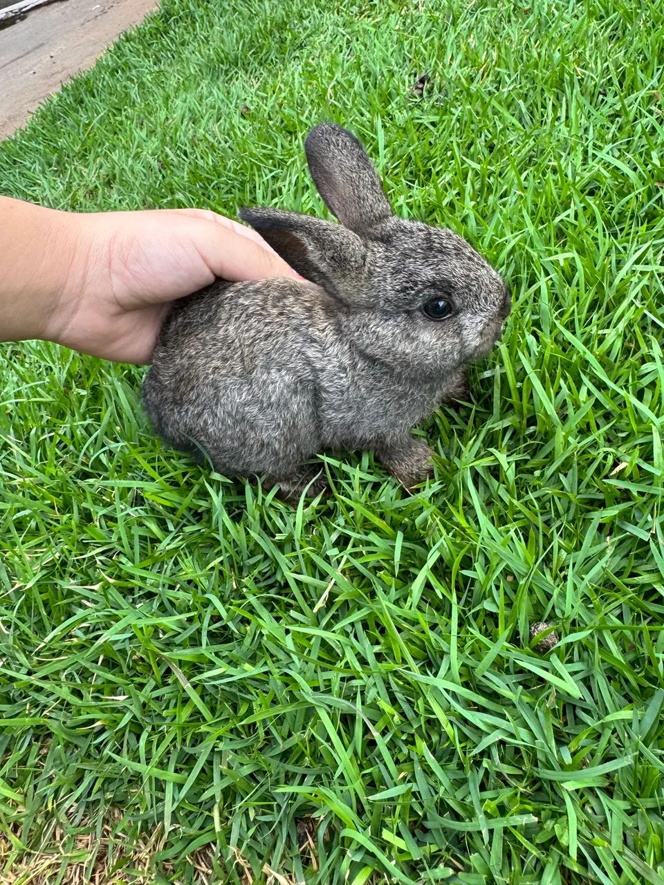 Rabbit424794483129077761