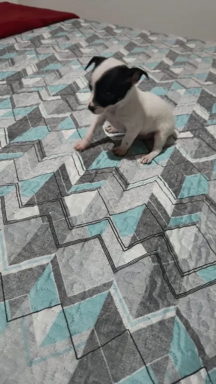 Pinscher 