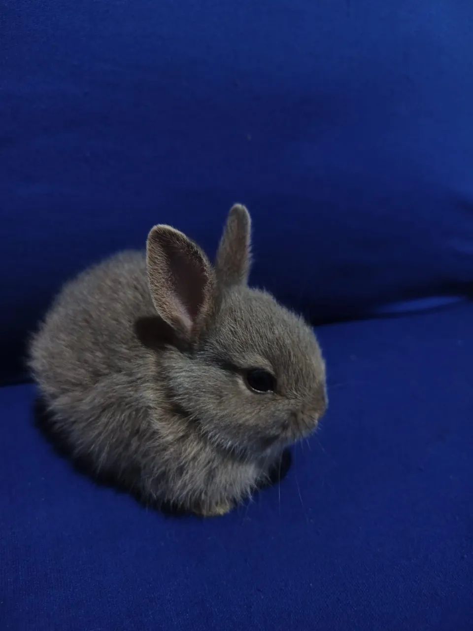 Filhotes de mini coelho - Foto 4