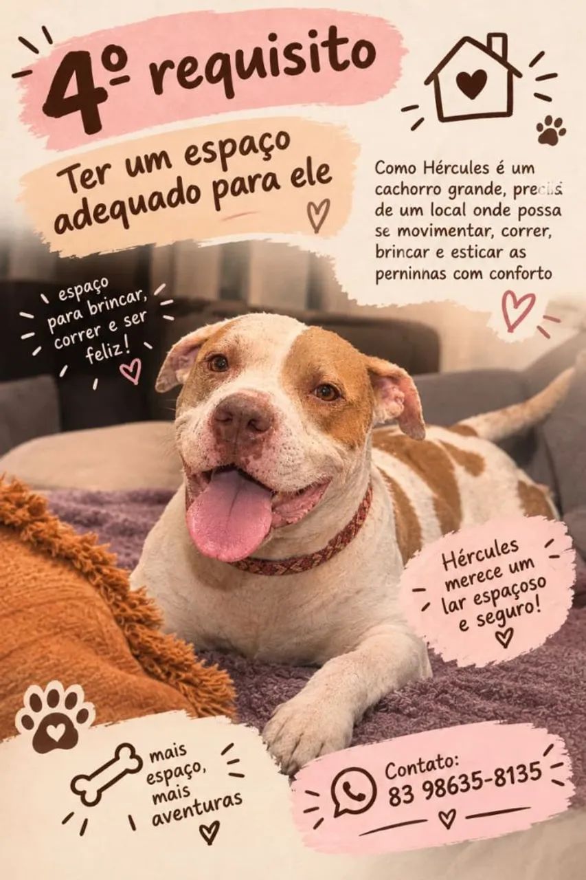 Cachorro macho Pitbull para adoção responsável  - Foto 3