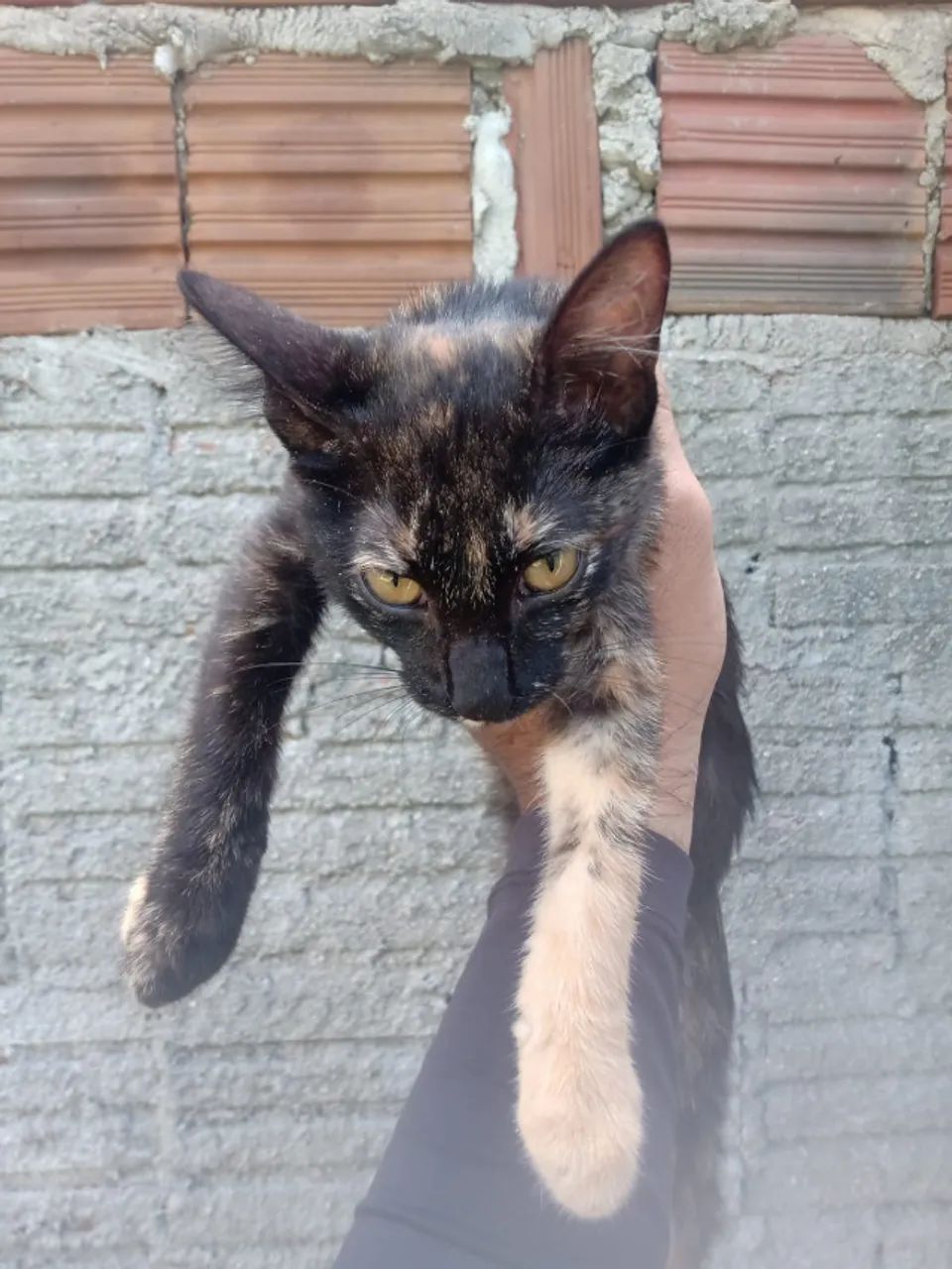 Duas gatinhas para doação - Foto 5