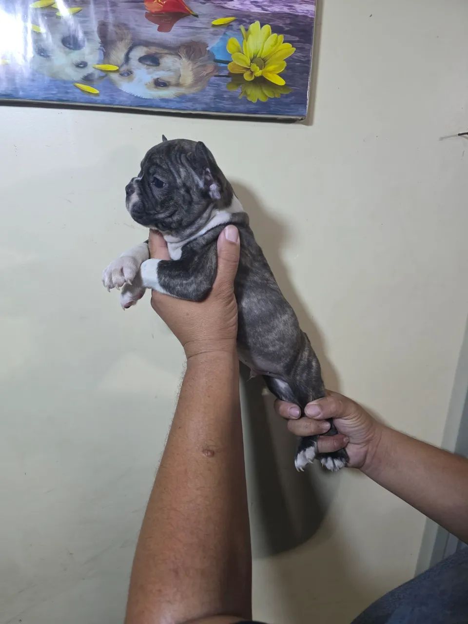 Bulldogue francês  - Foto 4
