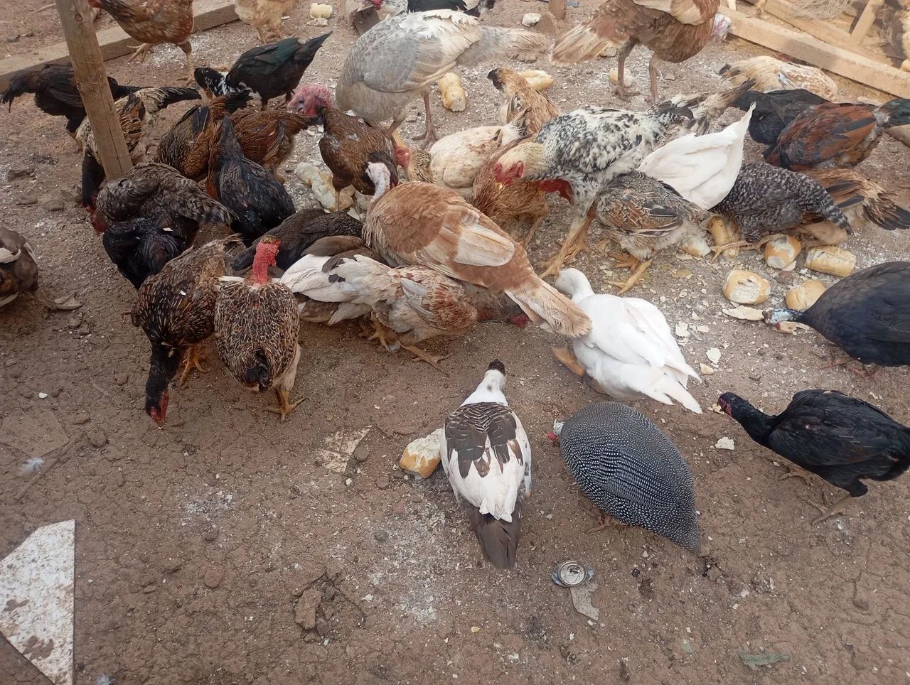 Galinhas frangos e patos  - Foto 3