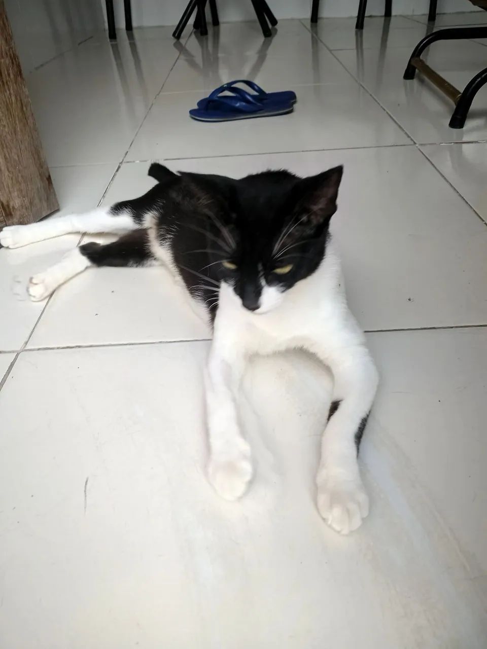 Gatinha 