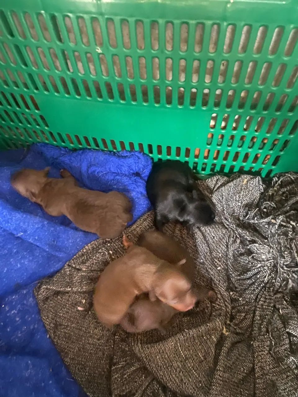 Pinscher - Foto 3