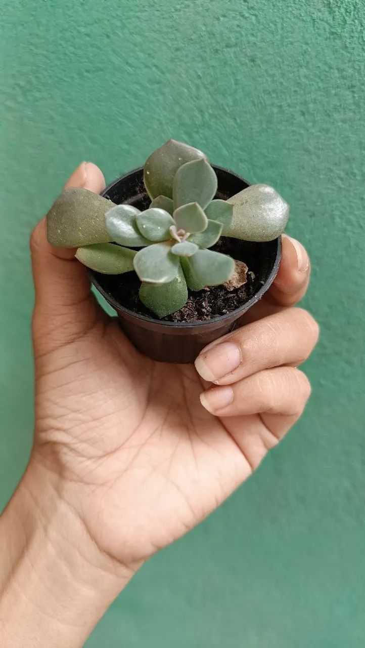 Suculentas  - Foto 2