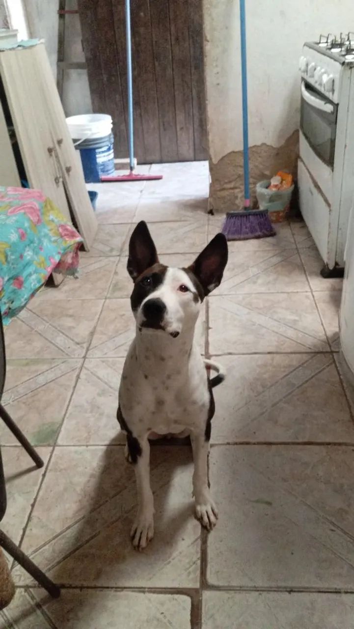 Cachorra mestiça 
