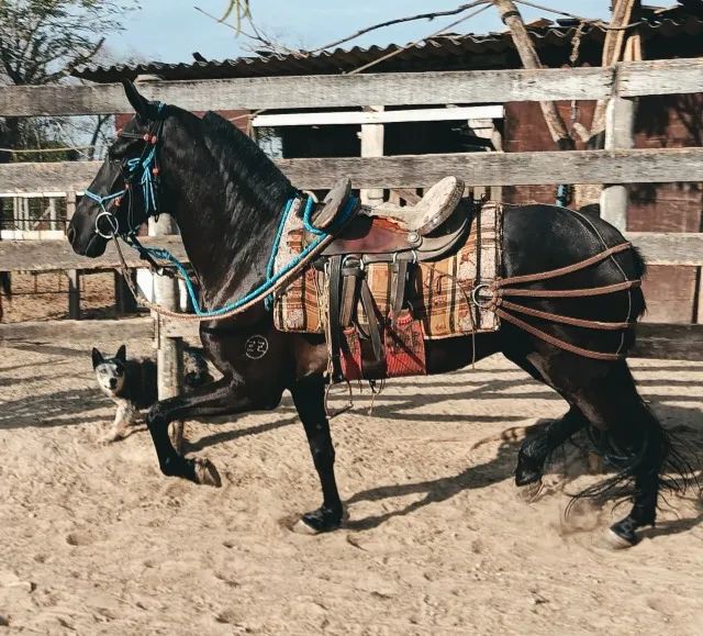 Potra Mangalarga Machador