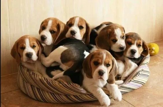 Beagle Filhotes 