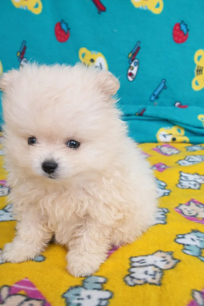 Filhotes de Lulu da Pomerânia - 60 dias, vacinados, criação familiar - Foto 4