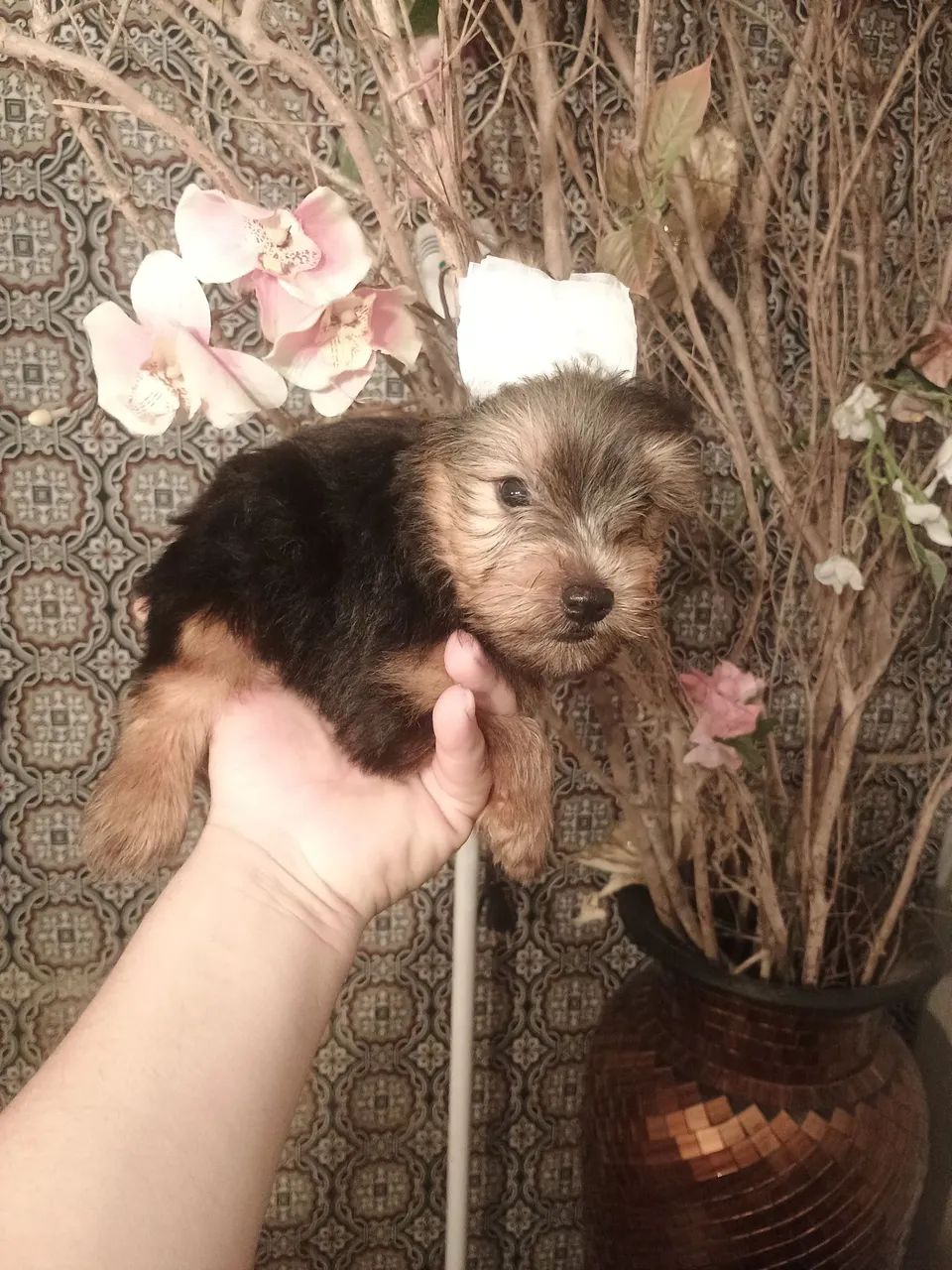 yorkshire terrier macho - Foto 5
