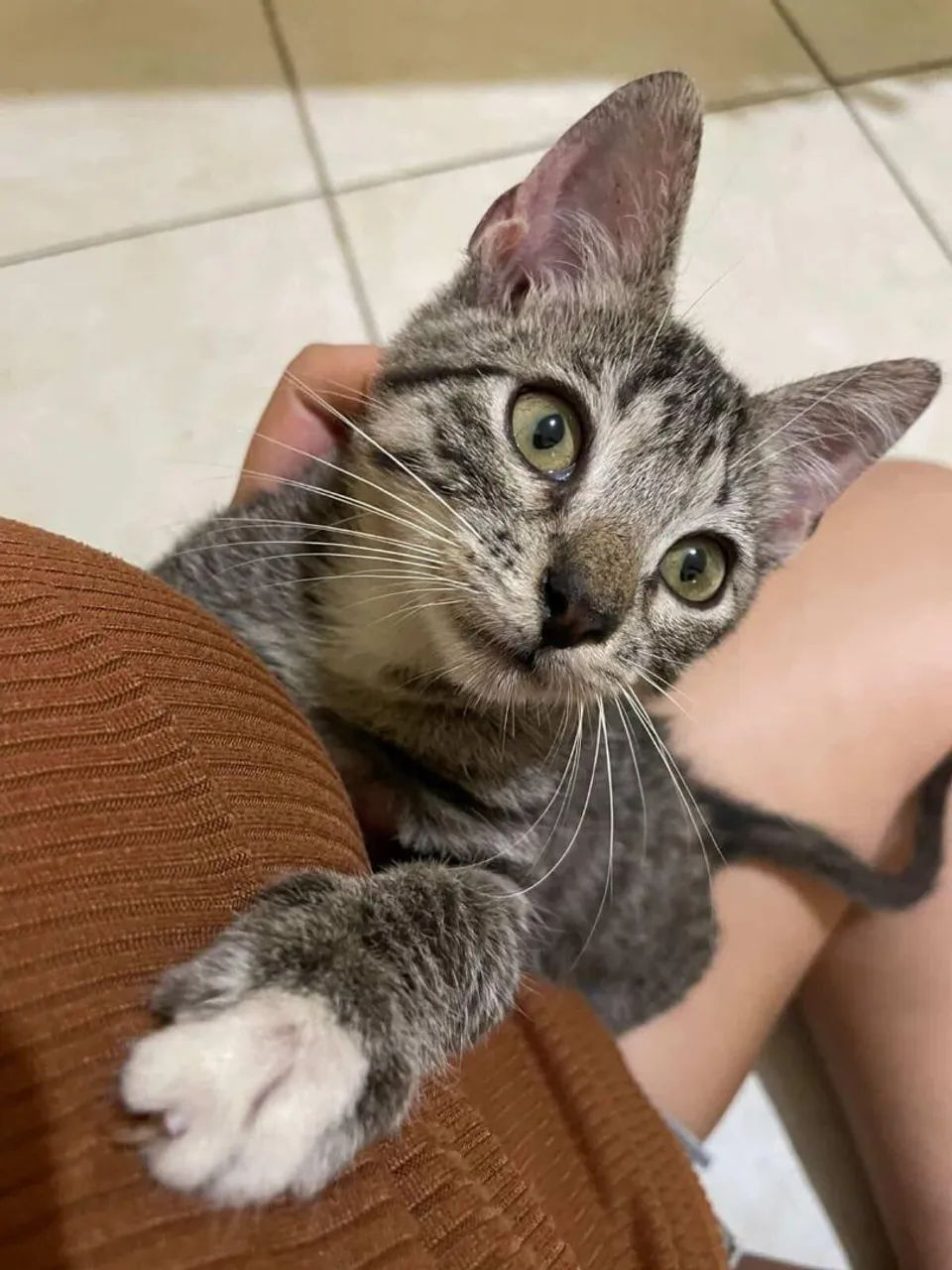 Gata para adoção  - Foto 2