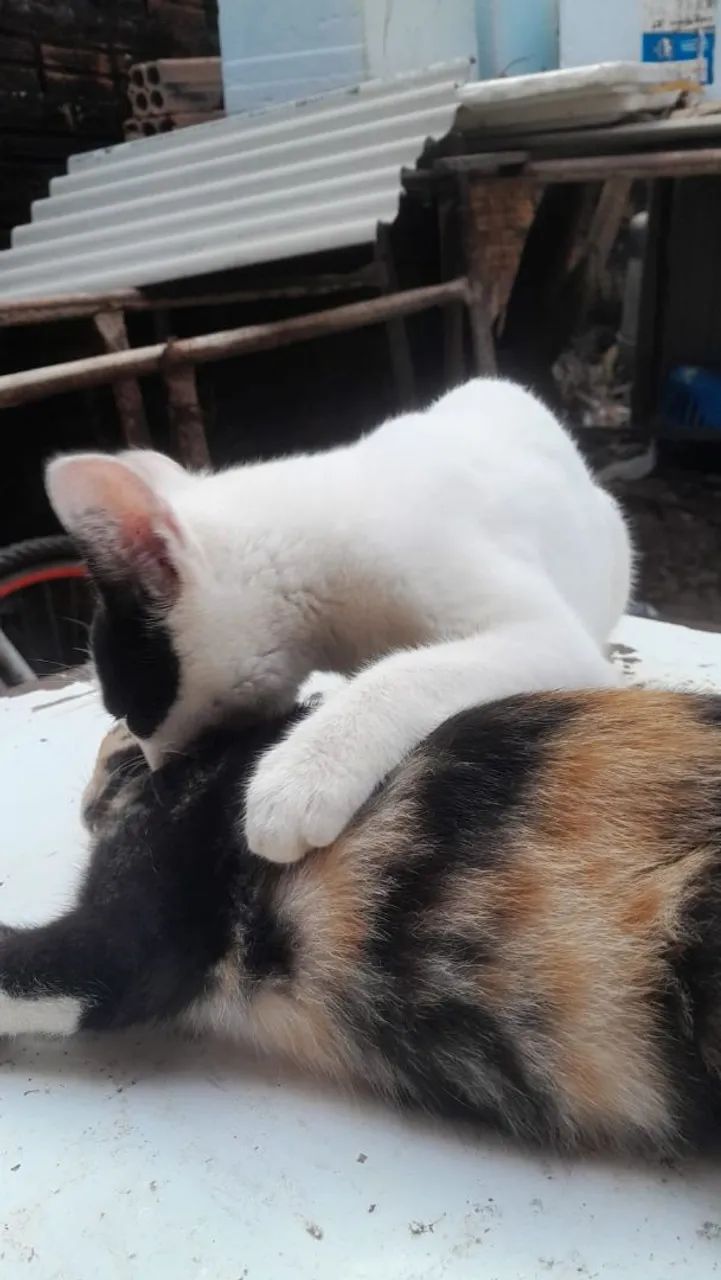 Adoção  - Foto 5