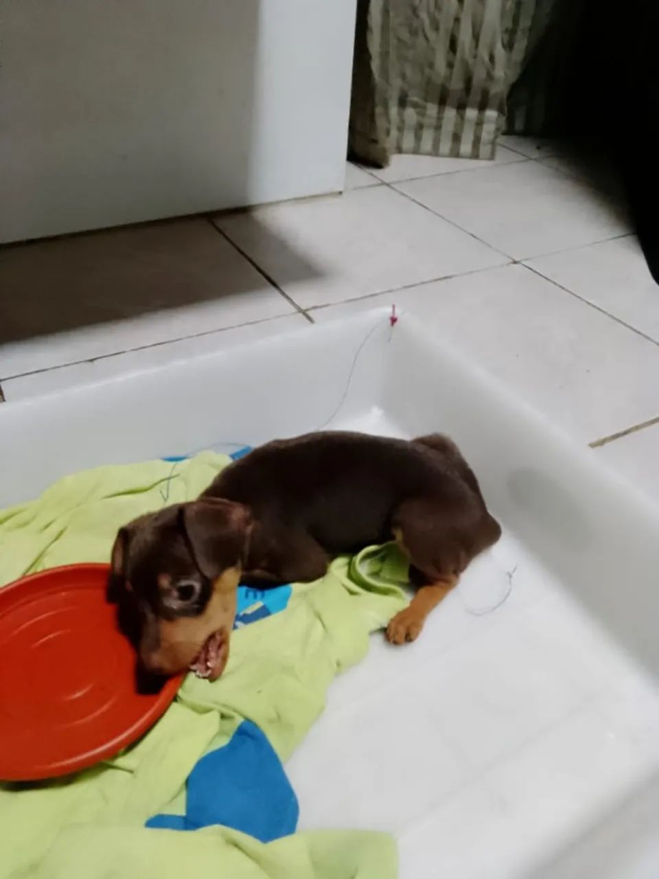 Pinscher Macho - Foto 2
