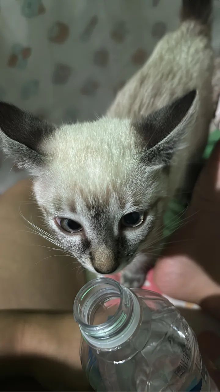 Gatos para doar - Foto 2