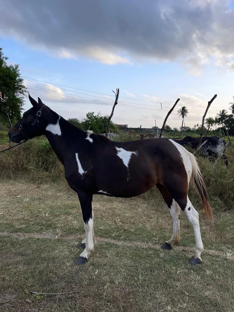 Égua homozigoto  - Foto 4