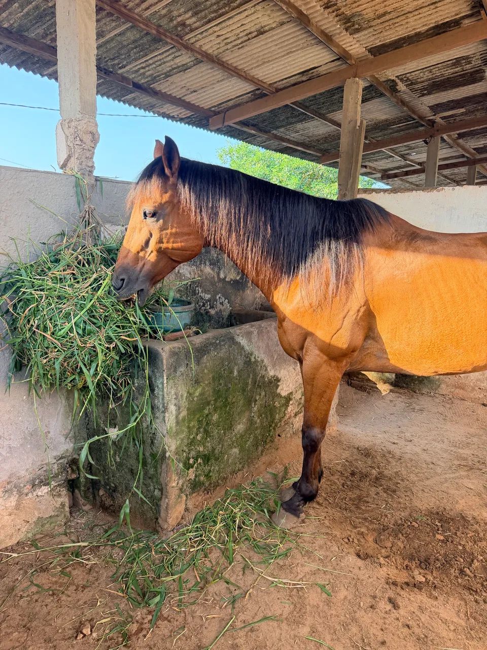 Cavalo vaquejada - Foto 2