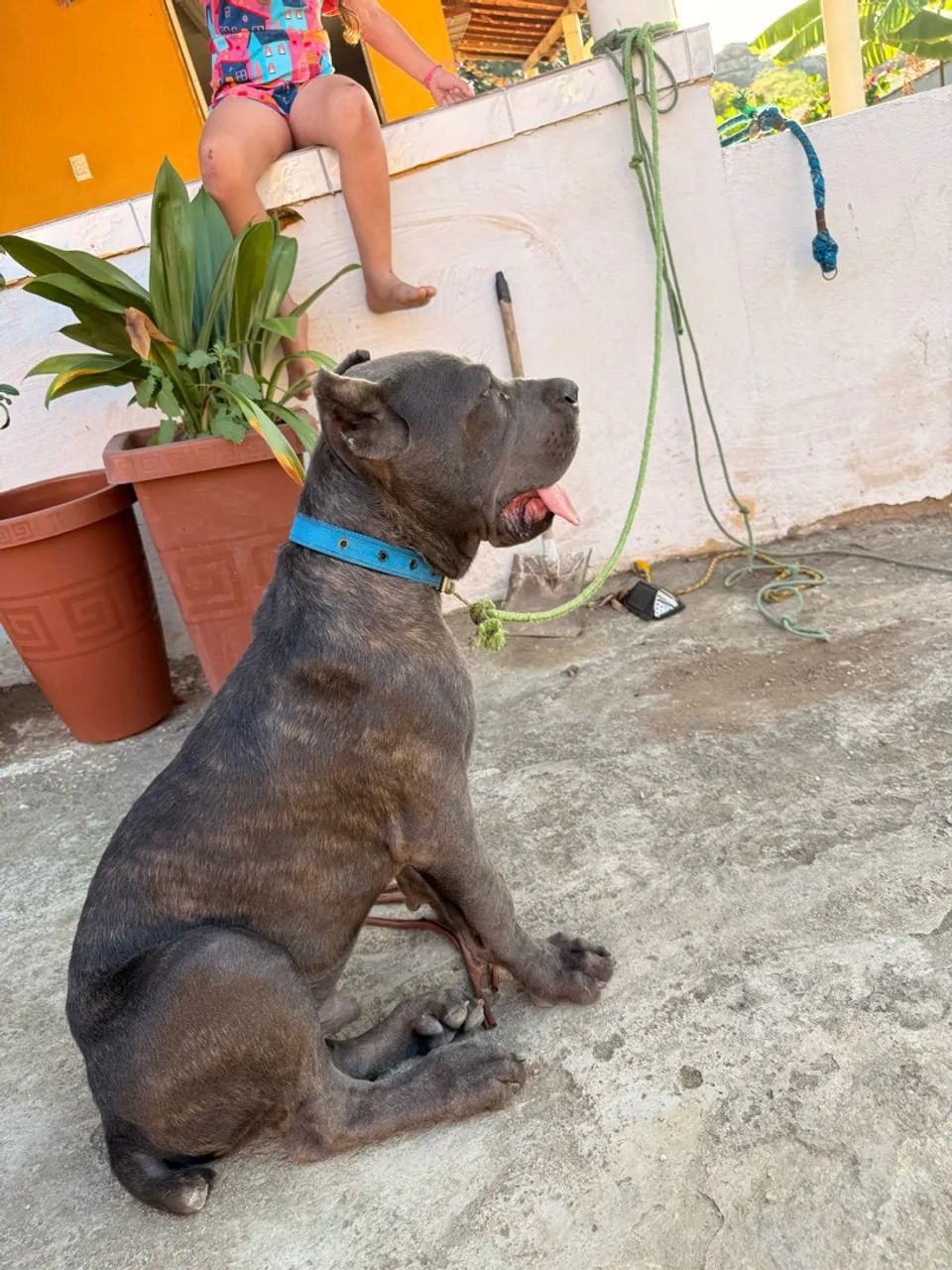 Cane corso macho 4 meses - Foto 4