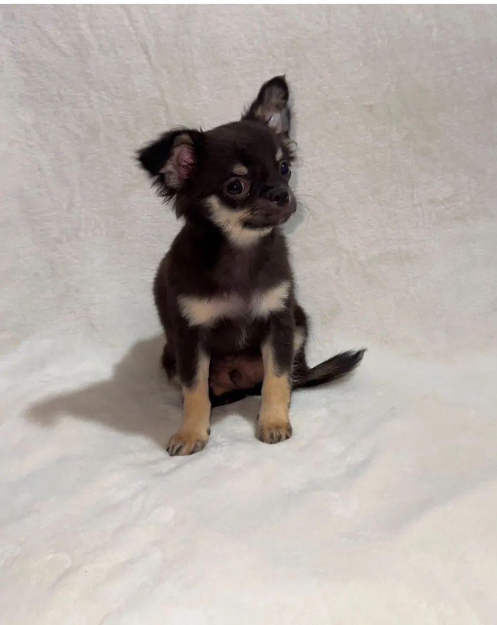 Chihuahua 