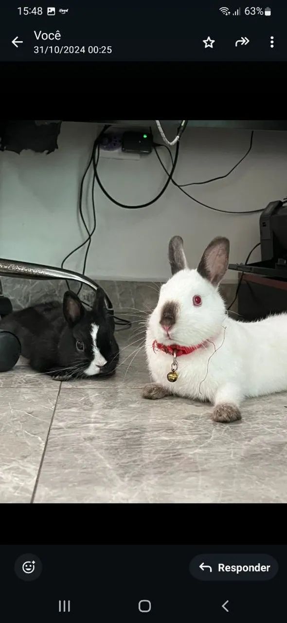 Vendo casal de coelho anão Netherlands Dwaf legítimos.