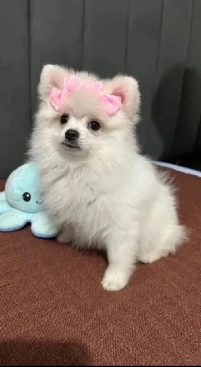 Spitz alemão  - Foto 2
