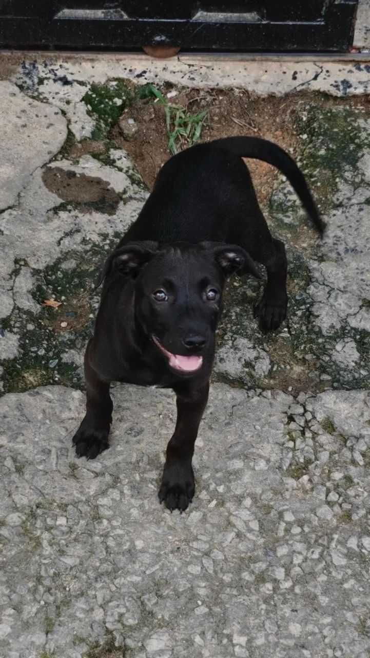 Filhotes pitbull  - Foto 2
