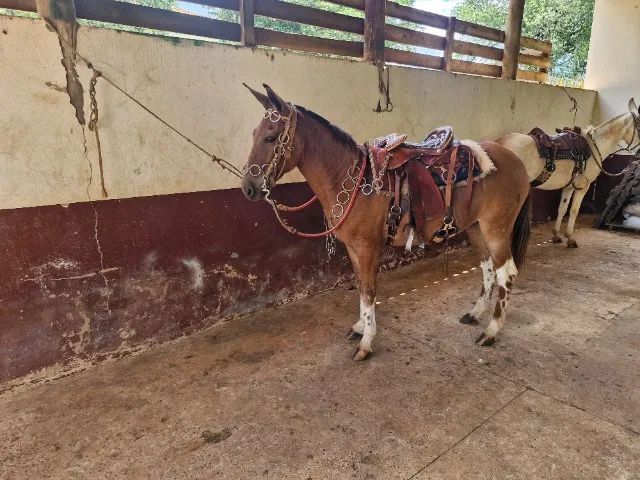 Mula marchadeira  - Foto 2