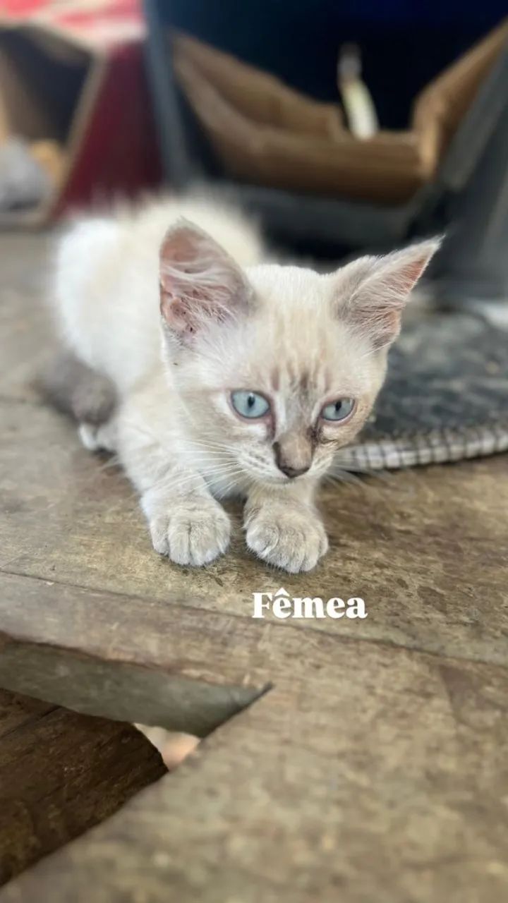 Doação de filhotes de gatos. - Foto 2