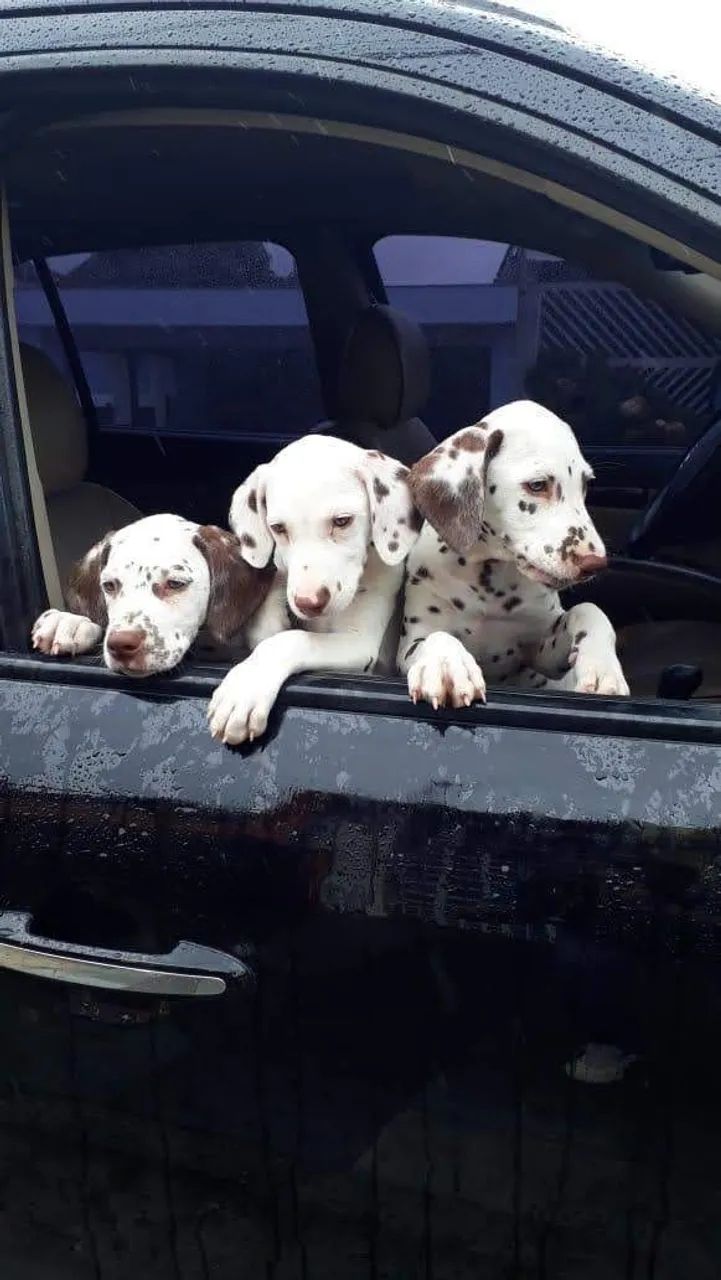 Dalmata encantadores 