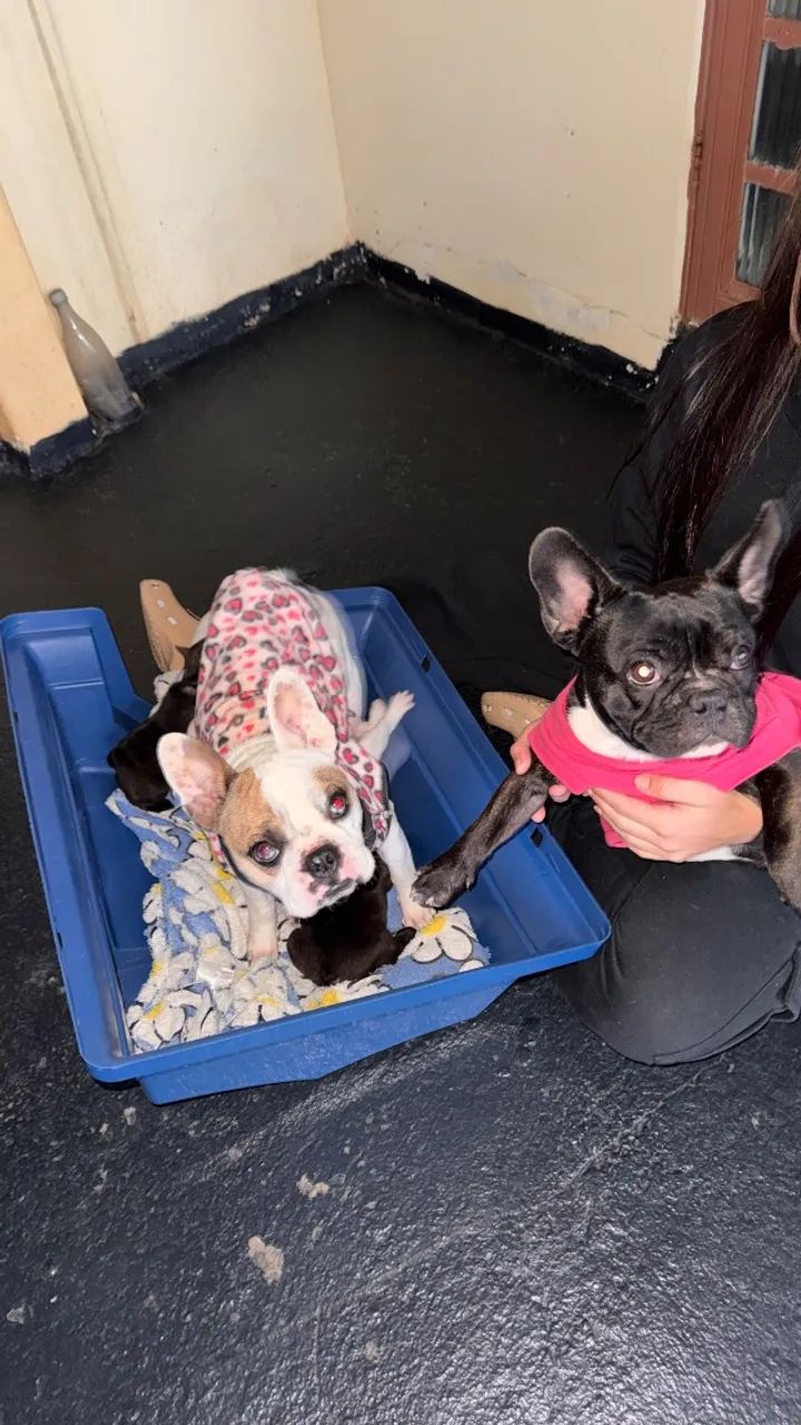 Filhotes Bulldog Francês machos  - Foto 4