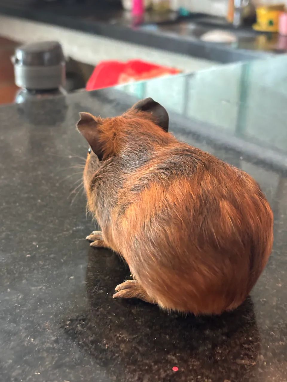 Vende-se porquinho da índia.