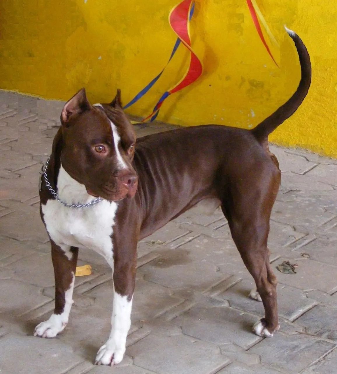 Doação de Pitbull Red nose