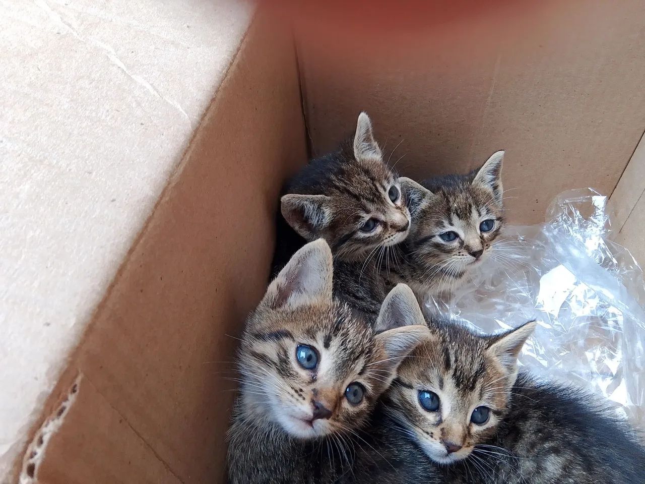 Gatos filhotes  - Foto 3