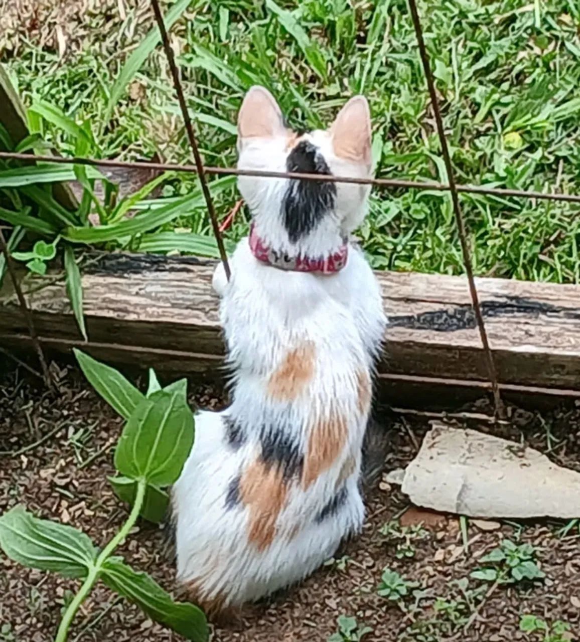 Doação gatinha  - Foto 4