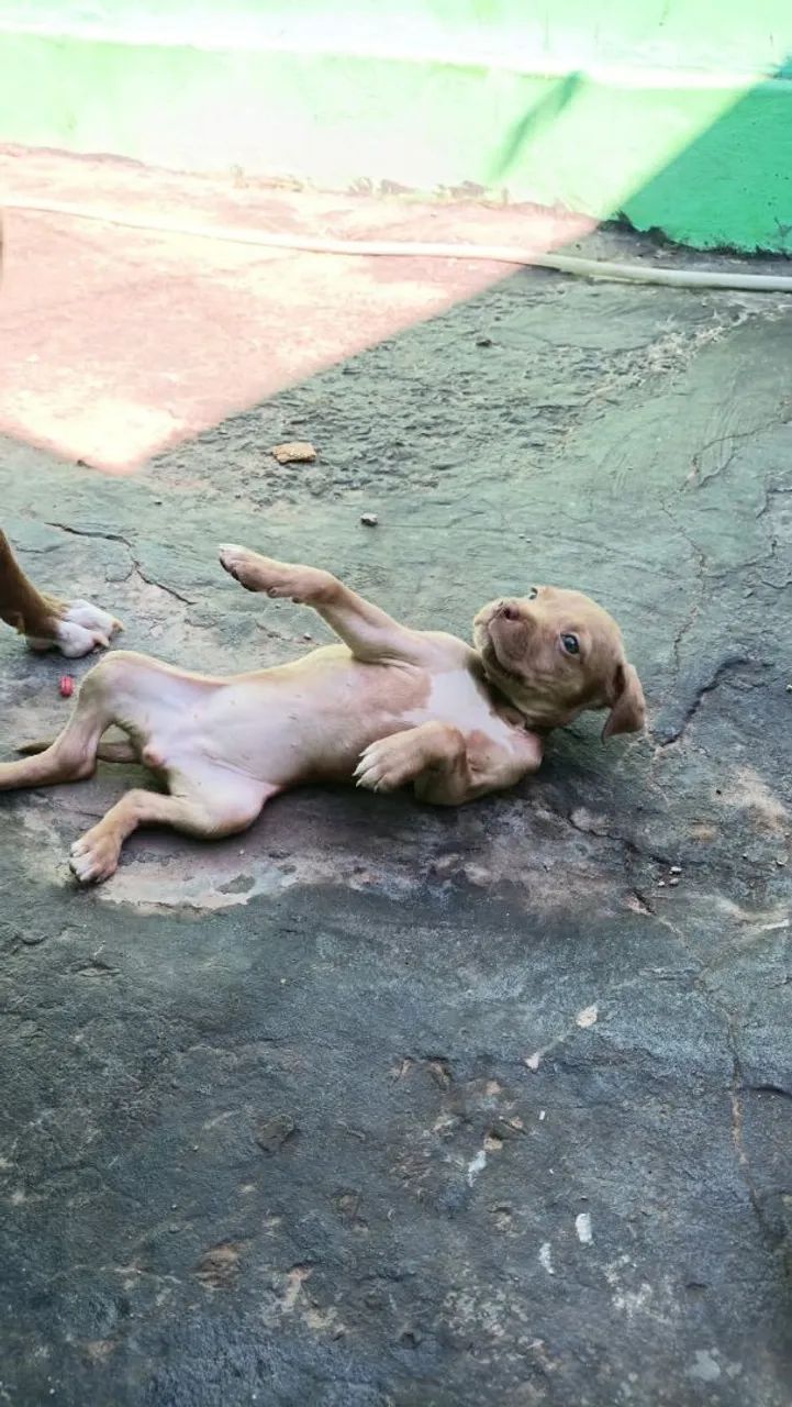 Filhote Pit Bull  - Foto 2