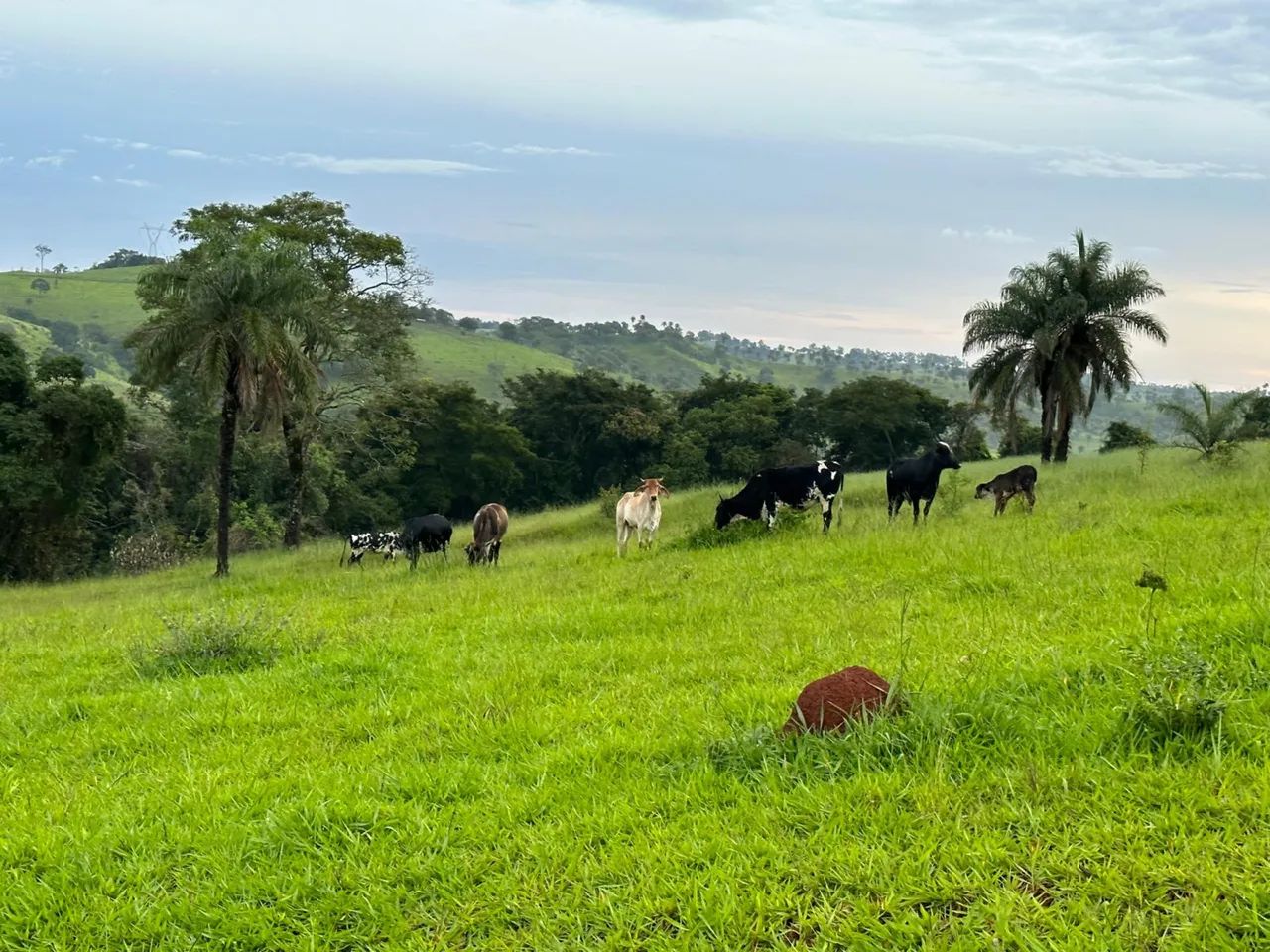 Fazenda 478 m2 em Matutina ( MG) - Foto 2
