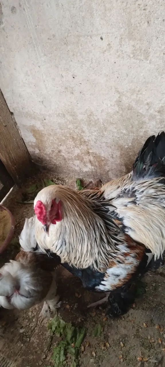 Galo Brahma perdiz salmão  - Foto 5