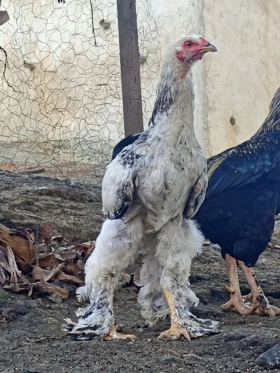Frango Brahma light  - Foto 2