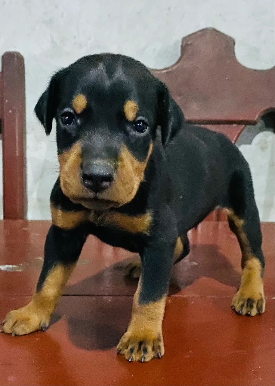 Filhotes de Doberman  - Foto 4
