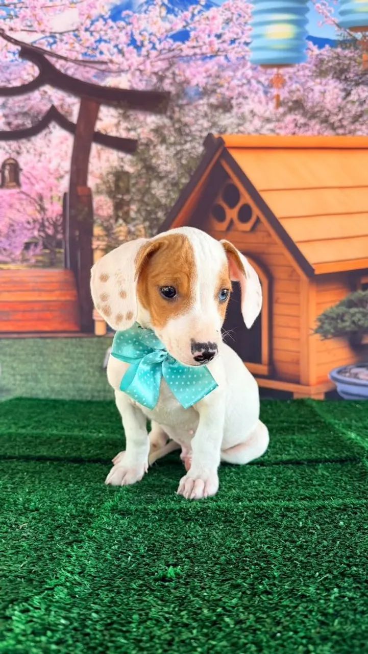 Dachshund  - Foto 2