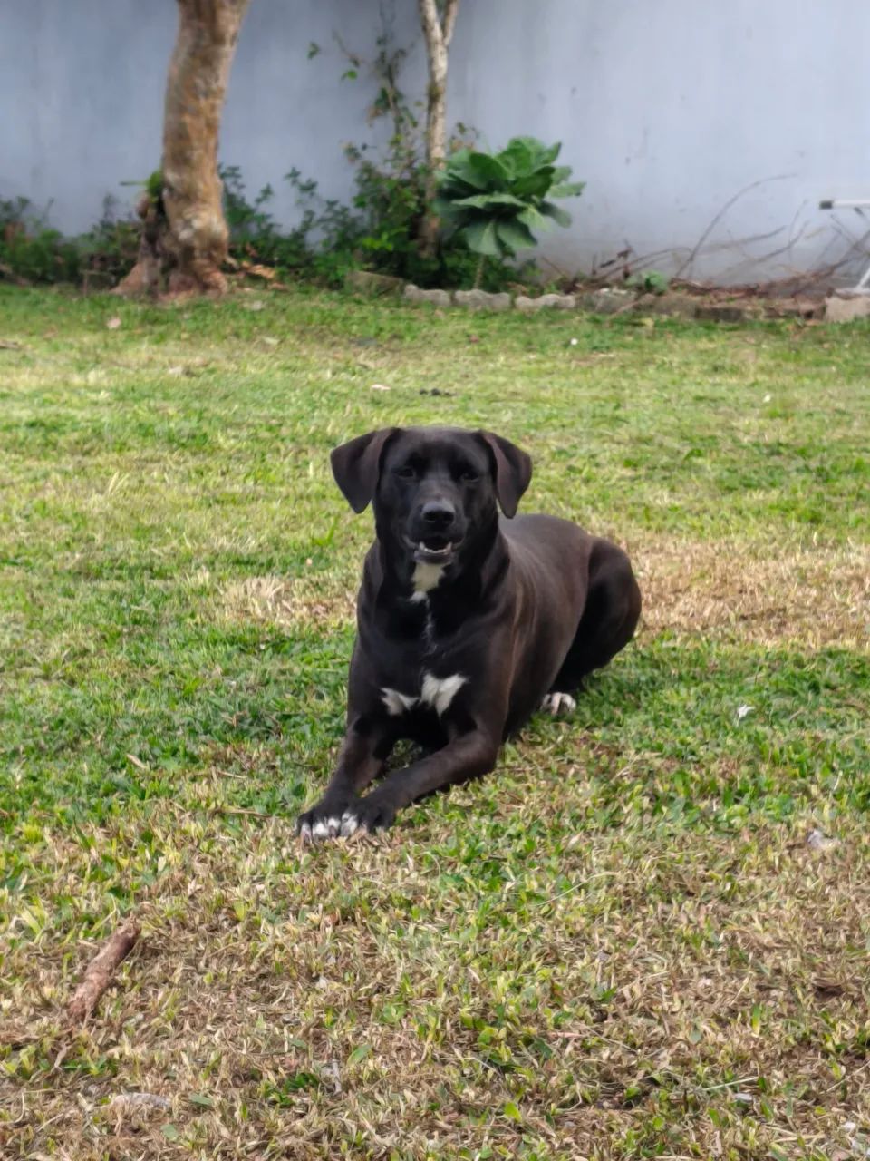 DOA-SE CADELA 2 ANOS, CASTRADA E SUPER DÓCIL  - Foto 3