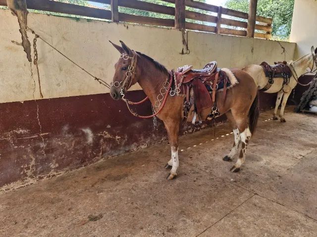 Mula marchadeira  - Foto 3