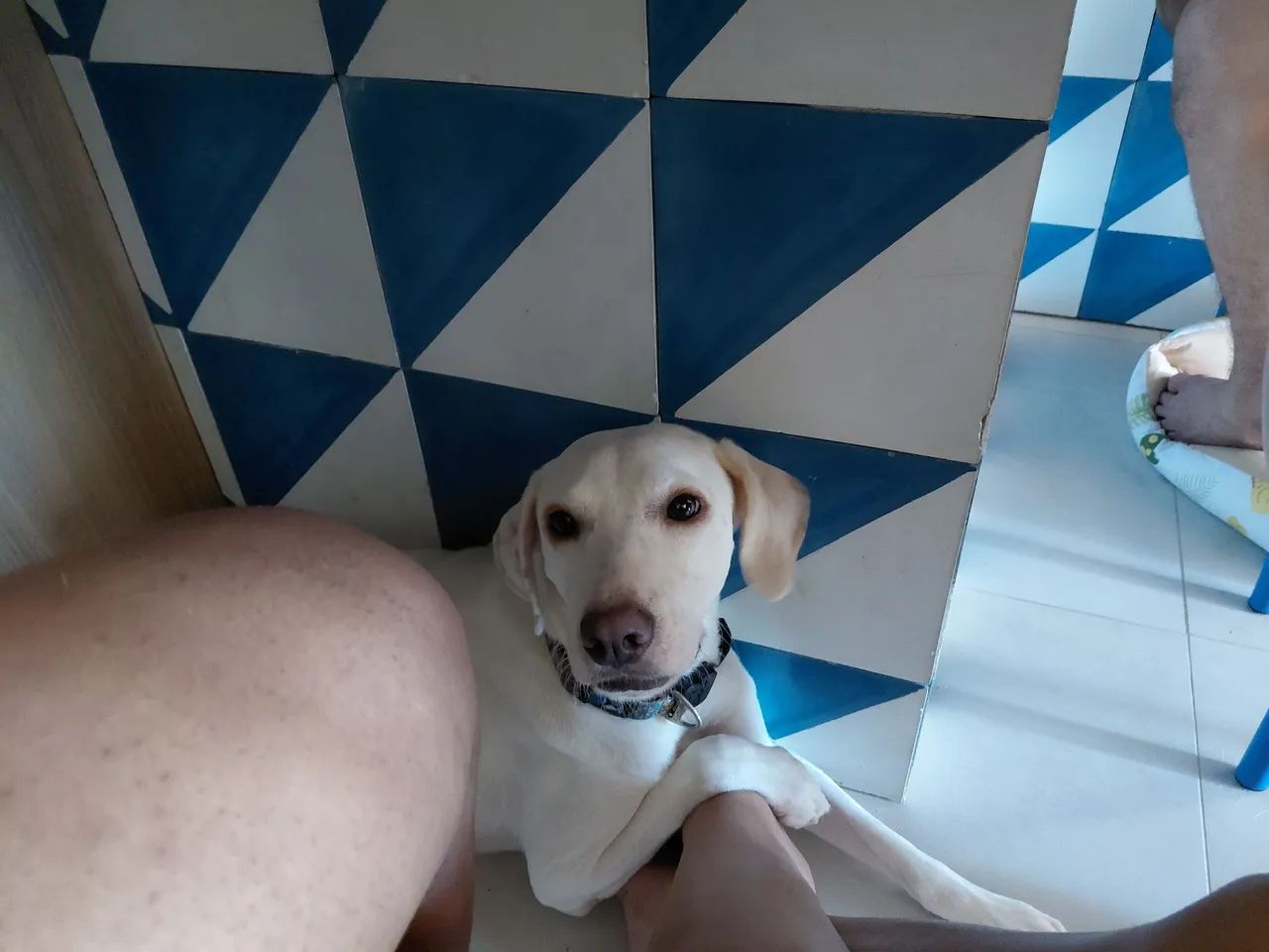 Adoção responsável cachorrinha - Foto 2