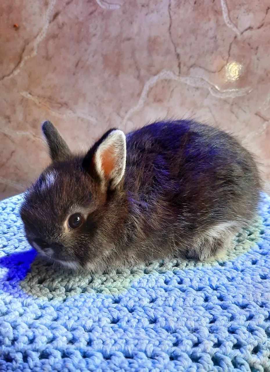 Coelhos mini - Foto 2