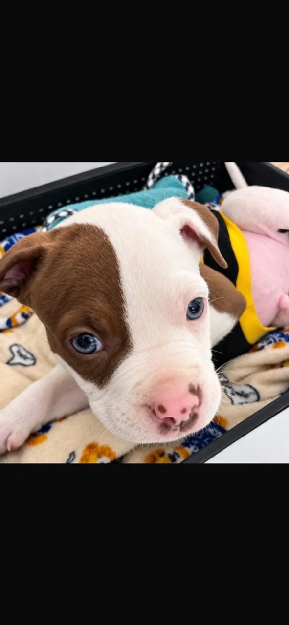 Filhote de Pitbull  - Foto 5