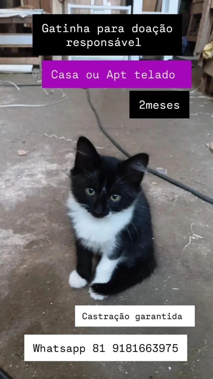 Gata