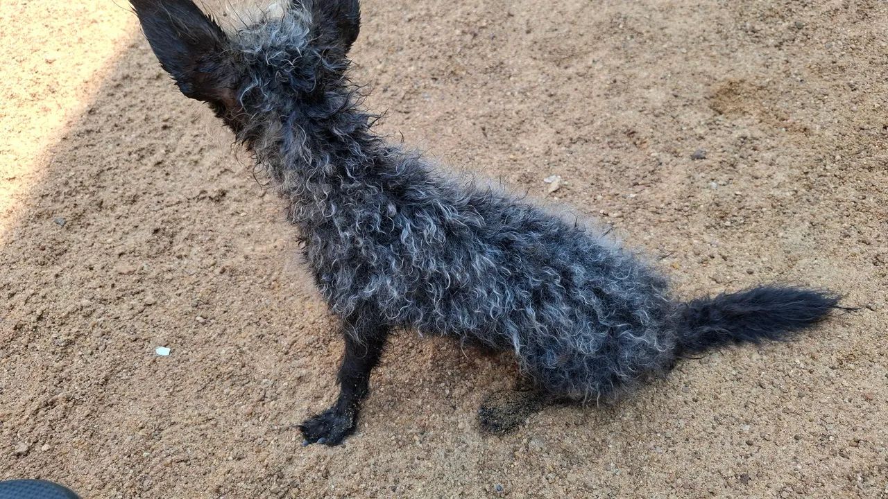 Cachorro para adoção  - Foto 3