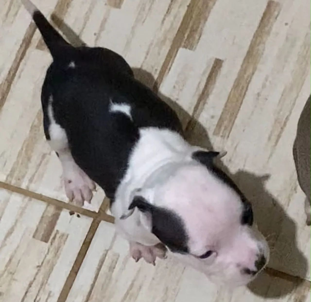 Filhotes de Pitbull. R$400,00