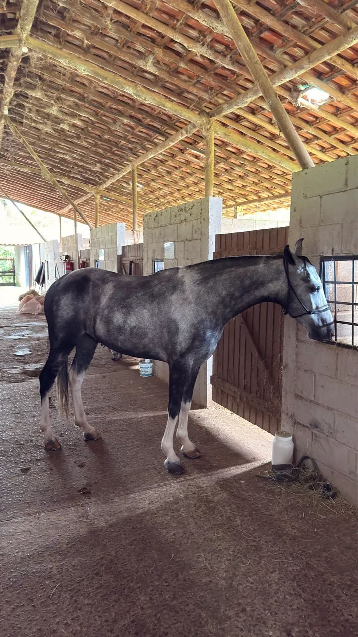 Cavalo Mangalarga Marchador  - Foto 3