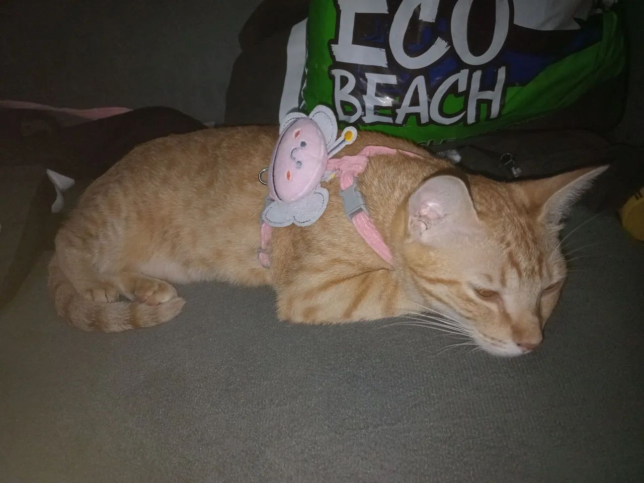 Gato